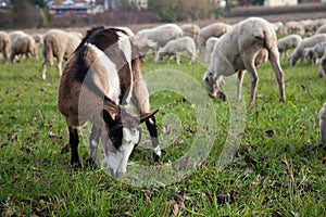 Goat and sheep flock