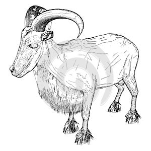 Goat Sheep Vector 01. Illustration Isolated On White Background. A Vector Illustration .