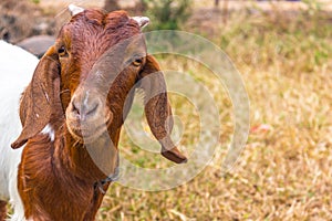 Goat with short horns