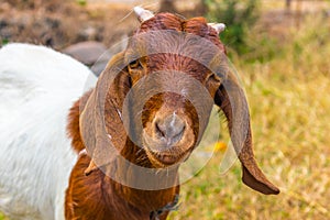 Goat with short horns