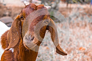 Goat with short horns