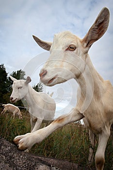 Goat shows her hoof