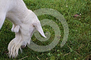 Goat Shows Wattles 827278