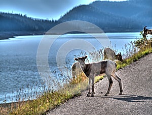 A goat on the side of a road in Canana photo