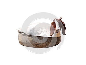 Goat sitting isolated on white background , clippingpath