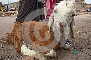 Goat sitting on the street of Old Delhi district in Delhi