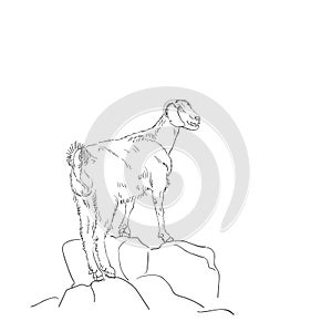 Goat sketch, Animal goat is standing high on rocks, Vector hand drawn linear
