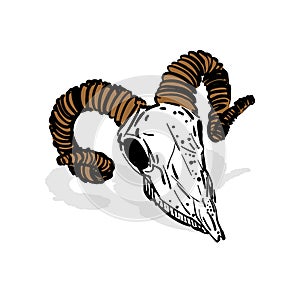 Goat skull hand drawing. Goat head skeleton. Vector illustration