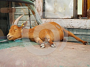 The goat is sleeping on car bonnet in farm.