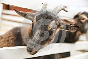 Goat slipped his head through the fence