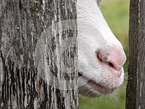 Goat snout with pink nose. Breeding of goats, copy space. Cud-chewing hoofed mammal