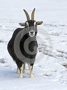 Goat in the snow.