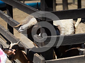 Goat in a stable on a farm