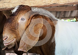 Goat on a stall in the oil palm plantations