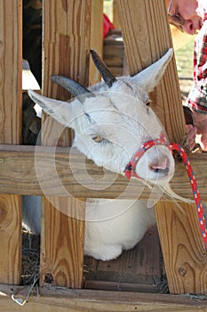 Goat In a Stanchion photo