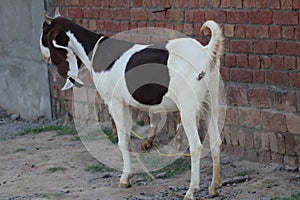 Goat standing in animal farm