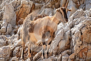 Goat standing on a cliff