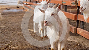 Goat is standing next to a fence on a farm, showcasing agriculture and farm life.