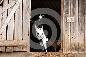 Goat standing on two feet leaning on wooden barn door