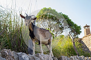 A goat standing on the wall