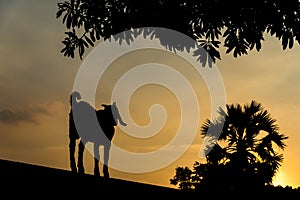 Goat standing on a wall looking out to the outside.