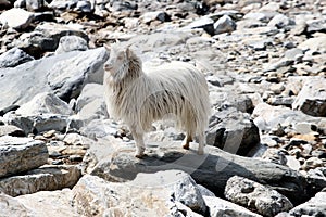 A goat stands alone on Rubble beach.