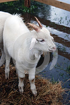 Goat stands on hays surrounded by water.