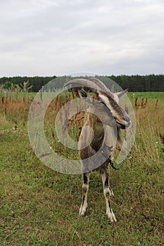 Goat stands on the lawn