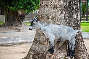 Goat stands on a stump with a large tree