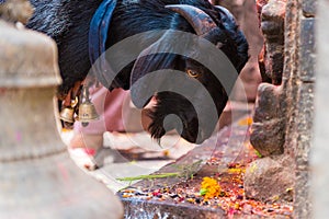 Goat at statue and shrine of Kal Bhairav at Kathmandu Durbar Square, Kathmandu Valley, Nepal