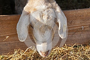 Goat stich out of his barn - close up