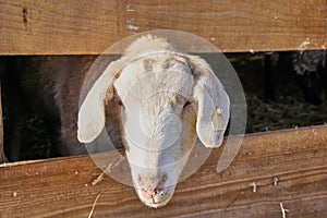 Goat stick out of his barn - close up