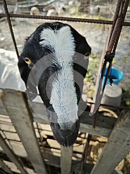 goat sticking it heads out from the fence cage.