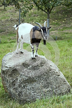 Goat on stone near Ibach, Black Forest, Germany