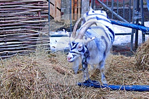 goat with striped color on the background of hay russia