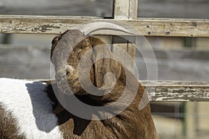 A goat sunning it's self on a farm