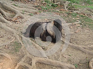 Goat With a sweet natural coat  and dozing