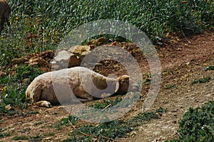 A goat takes a nap on a dirt road in a small village in Morocco.