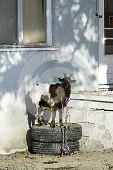 Goat on tires in front of abandoned blue house