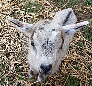 Goat too cute for herself