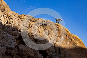 Goat on top in the desert