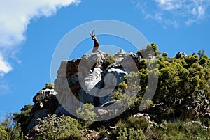 Goat on top of mountian, Refugio de Juanar, Spain. photo