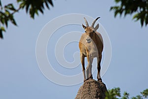 Goat on top of rock