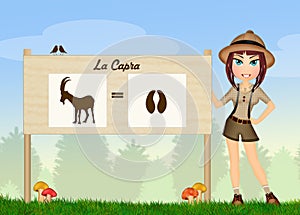 Goat tracks in the woods