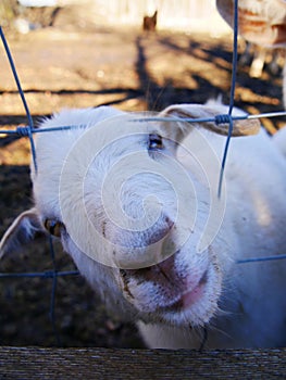 Goat Training