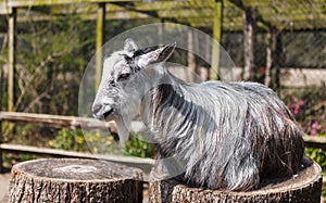 Goat on a Tree Stump