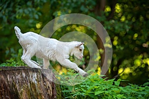 Goat on tree stump