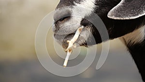 Goat tries to chew tree branch