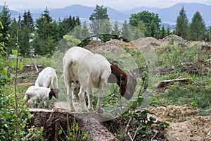 Koza na zahradě. Slovensko