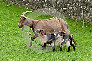 Goat with two babies